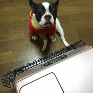 頭が良く、飼いやすい子です。