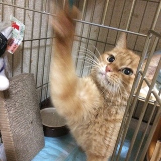 交通事故から生還した奇跡のチャトラの女の子