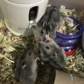 ジャンガリアン赤ちゃんハムスター 募集終了