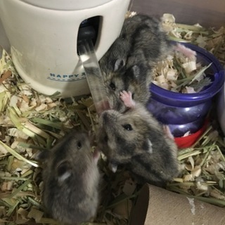 ジャンガリアン赤ちゃんハムスター 募集終了