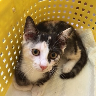 白血病キャリアですが、元気なパステル三毛の美少女