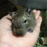 でんちゃんたまちゃん