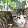 シマシマの仔猫ノンノン サムネイル2