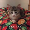 シマシマの仔猫ノンノン サムネイル4