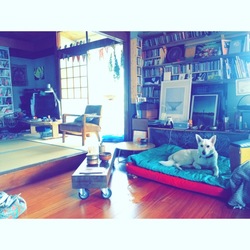 実家犬