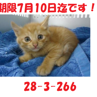 里親決定しました♪3兄弟子猫3