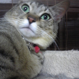 キジトラ　男の子