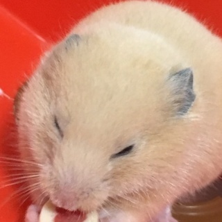 きんくまハムスター