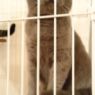 ブリティッシュショートヘアー１歳５ヶ月里親募集