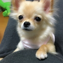 ポメチー1歳半
