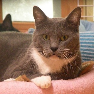 超利発・温厚で腹の座った大物