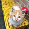 ふわふわ子猫ちゃん サムネイル7