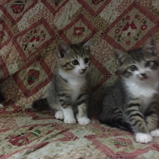 子猫ちゃんの里親募集です！