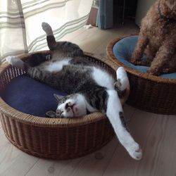 「トムさん、2か月過ぎました」サムネイル1