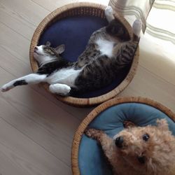 「トムさん、2か月過ぎました」サムネイル2