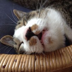 「トムさん、2か月過ぎました」サムネイル3