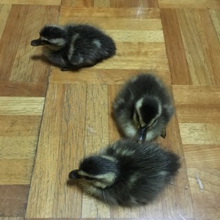 鴨の雛の里親募集！