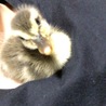 鴨の雛の里親募集！ サムネイル2