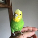 手乗りセキセイ約1歳