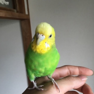 手乗りセキセイ約1歳