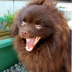 ﾟ.+:｡∩(・ω・)∩ﾟ.+:｡