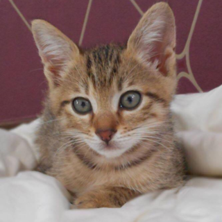 キジ　子猫　ナンチャン君 