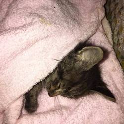 ペペは今日も病院です