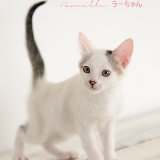 白キジ子猫のラーちゃん里親様募集！ 