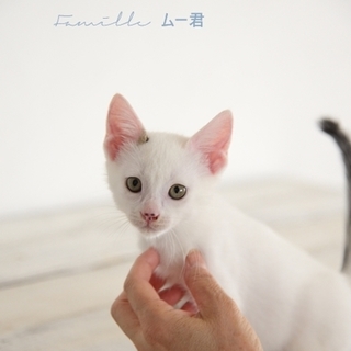 白キジ子猫のムー君　里親様募集 