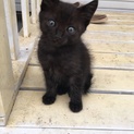 黒のしましまの仔猫です。