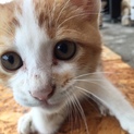 里親募集、野良の子猫です。