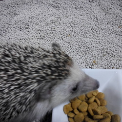 この子にお嫁さん候補を見つけよう