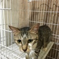 キジ猫ちゃん！ メスです！