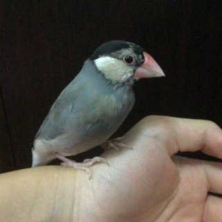 里親決定しました。ありがとうございました。