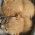 ３ヶ月ほどの人懐こい子猫です。