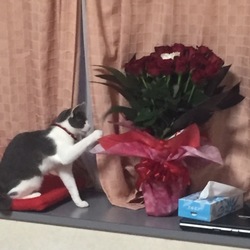 薔薇と猫