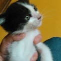 可愛い猫ちゃん助けて下さい。