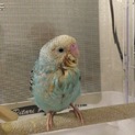 セキセイインコ(生後2ヶ月位)1人餌になりました。