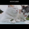 とーてむぽーる