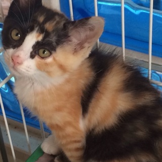 大人しいミケちゃん