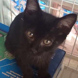 とっても元気！黒子猫ちゃん