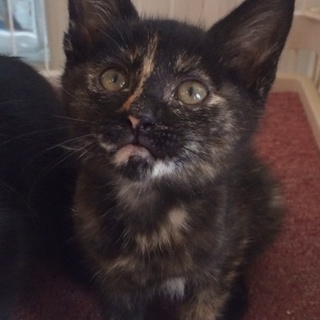 甘えんぼサビちゃん