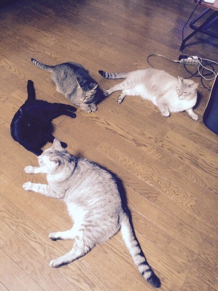 甘えたい 黒猫のくーちゃ 神奈川県 猫の里親募集 ペットのおうち 月間利用者150万人
