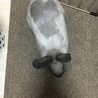 模様が！