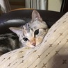 の写真