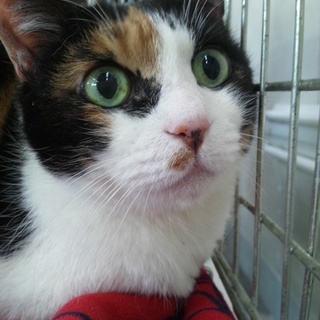 元飼い主持込黒ばば【いろは】