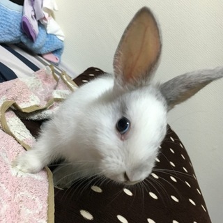 里親募集しています。