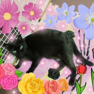 おとなし過ぎる子でお側でころりんするのが大好き！