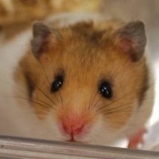 ひとなつっこいゴールデンハムスター(ベビー)