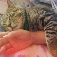虎ノ助くん